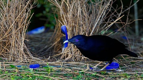 know about birds who build nests for female birds 