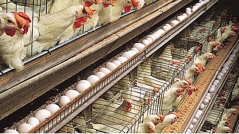 Chicken, egg prices soar !; Expert advice for boosting immunity to corona in Sangali