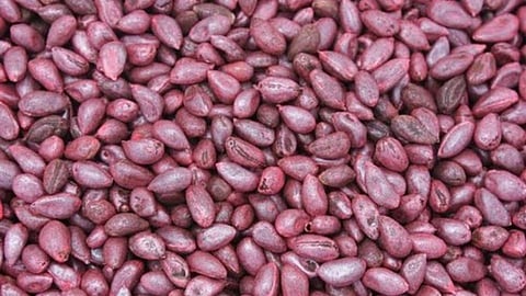cotton BT seeds