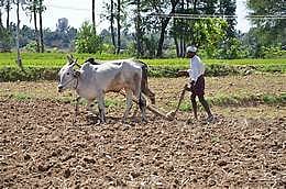 farm work