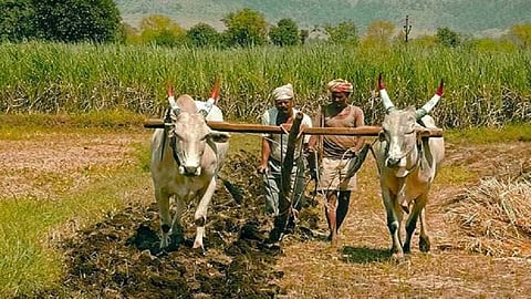 farmer.jpg