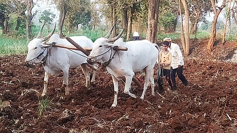 While playing in urban areas rural areas started playing in the fields kolhapur marathi news