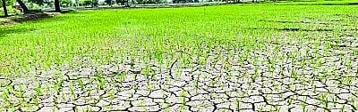 No Rain; Birds are eating seeds ... Farmers are worried