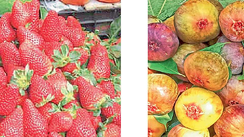 fig-straberry