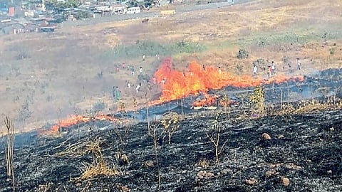 special article on shenda park fire on tree in kolhapur by b. d chechar