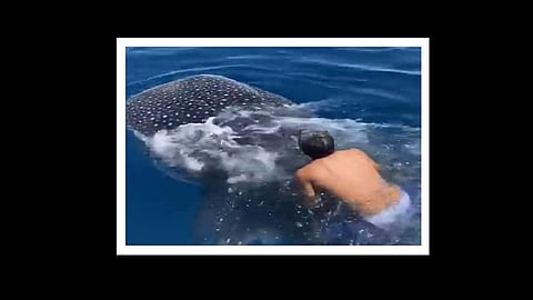 youth jump on whale shark fish and riding in water video viral
