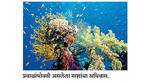 सर्च-रिसर्च : प्रवाळांचे अस्तित्व धोक्‍यात