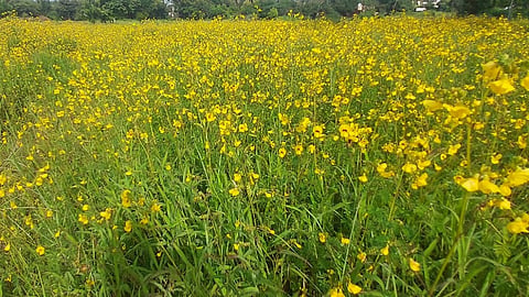 the flower of smithia hirustha grow in shivaji university area in kolhapur