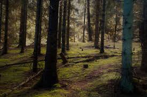 forest.jpg