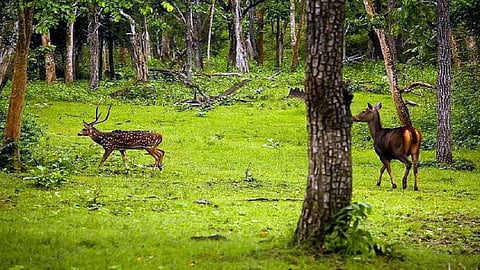 forest animals search with new invention.jpg