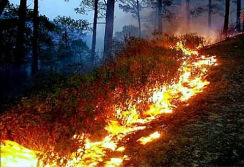 सातपुडा जंगलात पेटला वणवा; चार दिवसांत कोट्यवधींच्या वनसंपत्तीची होळी