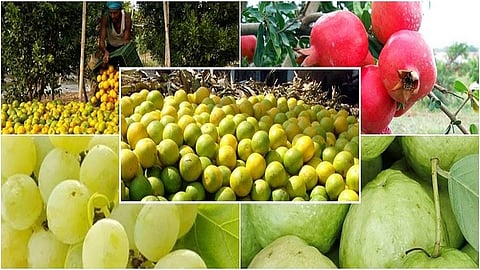 fruits.jpg