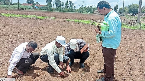 The Seeds Have Not Germinated In Gadhinglaj Kolhapur Marathi News