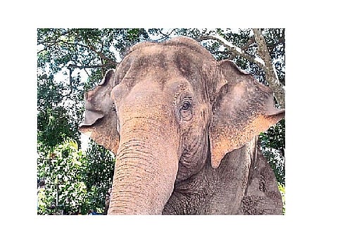 Elephant  Damage Cane Crop In Ajara