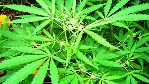 marijuana addiction