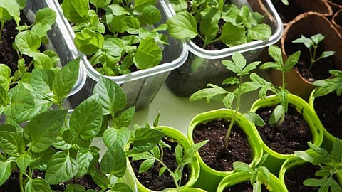  Akola News: My Garden for Akolekars, Competitive Mentoring Workshop