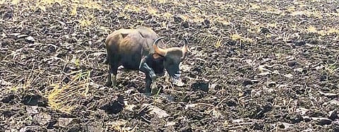 Sudden entry of bison in the field!
