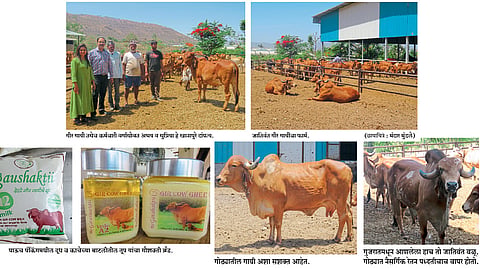 जातिवंत १३२ गीर गायींचे संगोपन; सेंद्रिय दुधाचा गौशक्ती ब्रँड