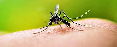 Islampur is now at risk of dengue; The number in private hospitals is increasing