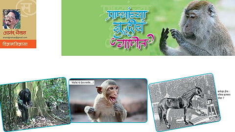प्राण्यांच्या बुद्धीचं ‘गणित’ (आनंद घैसास)