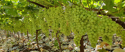  Two hundred crores loss to grape growers in Sangali
