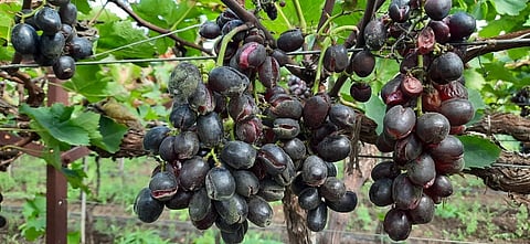 grapes broke.jpg