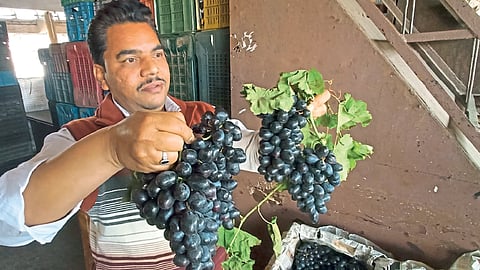 जम्बो, सोनाका द्राक्षे मार्केट यार्डात दाखल
