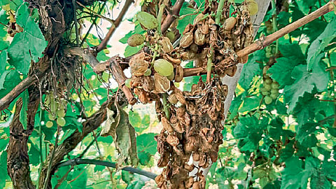 drug of reputed company caused  huge loss of export grape crop as Bhuri disease grape crop worsened instead of being cured nashik news