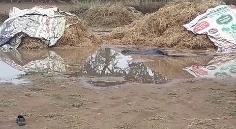 नवेगावबांध : पावसात भिजलेला सावरटोला येथील शेतातील हरभरा.