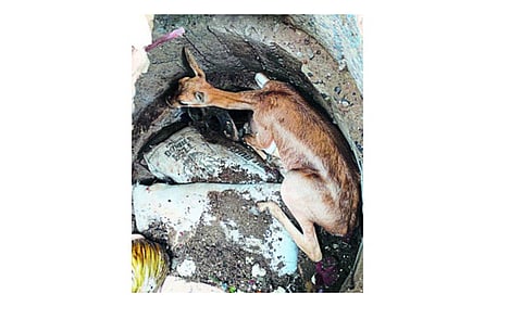 लाखनी : अरुंद विहिरीत पडलेले काळवीट जातीचे मादी हरिण. 