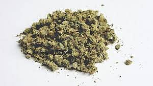  How does cannabis come to Kolhapur? Read ..; Vita, Pandharpur, Solapur via Odisha Connection