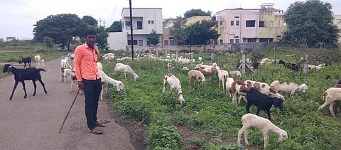 jule solapur 