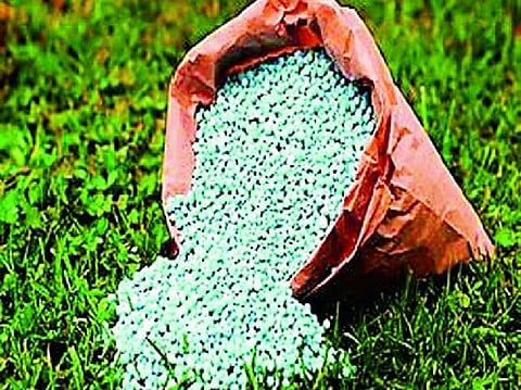  Chemical fertilizer prices skyrocket; An increase of Rs 45 per grandchild