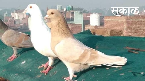 पुणे : तिने केलीय काळी जादू सांगत मागविली सात लाखांची कबुतरे