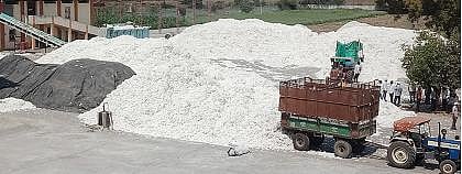 Cotton purchase of Rs 147 crore at Shegaon