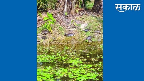 tortoise scene chiplun vireshwar lake in kokan