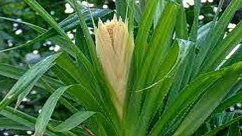 Kevada  became rare Anjarle Aade Kelshi and other coastal forests of Dapoli taluka considered to splendor of Kevada