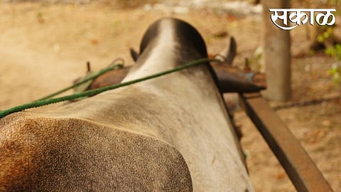 Bullock cart from kolhapur kokan people enjoy this voice of baja in ratnagiri