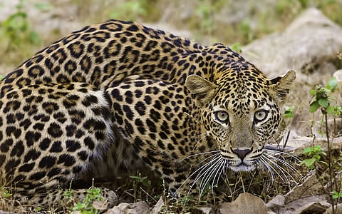 woman injured in leopard attack in umarkhed of yavatmal