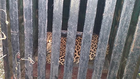 leopard