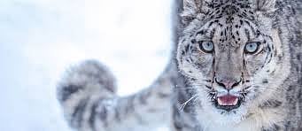 The terror of leopards at Nimbhere