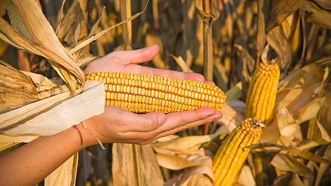 Golden age of Indian 24 lakh tons exported maize in world nashik