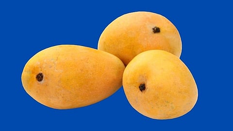 mango from konkan export before 15 days to foreign country in ratnagiri