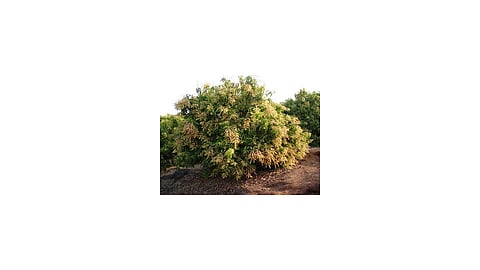 Mango Garden  Tree Flowering Destroy In Ratnagiri  Kokan Marathi News