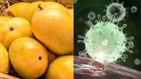 mango.jpg