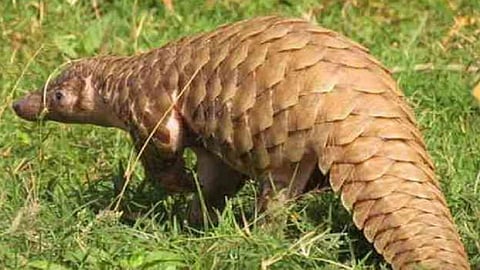 pangoline
