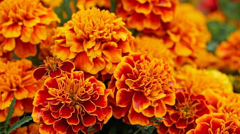 marigold flower news