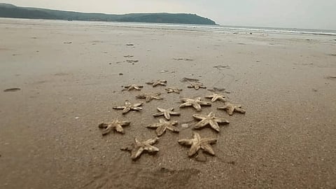 Kabadevi shore starfish Masha