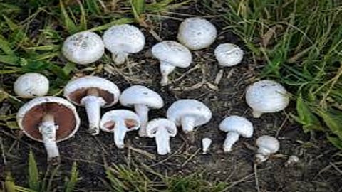 Poisoning of nine people by eating mushrooms in sakharpa ratnagiri