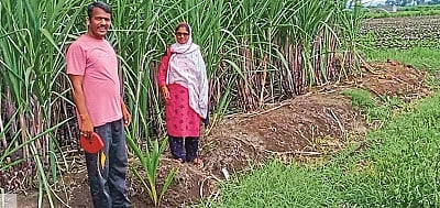 Planting of 80 thousand trees on a 400 hectare area; read where